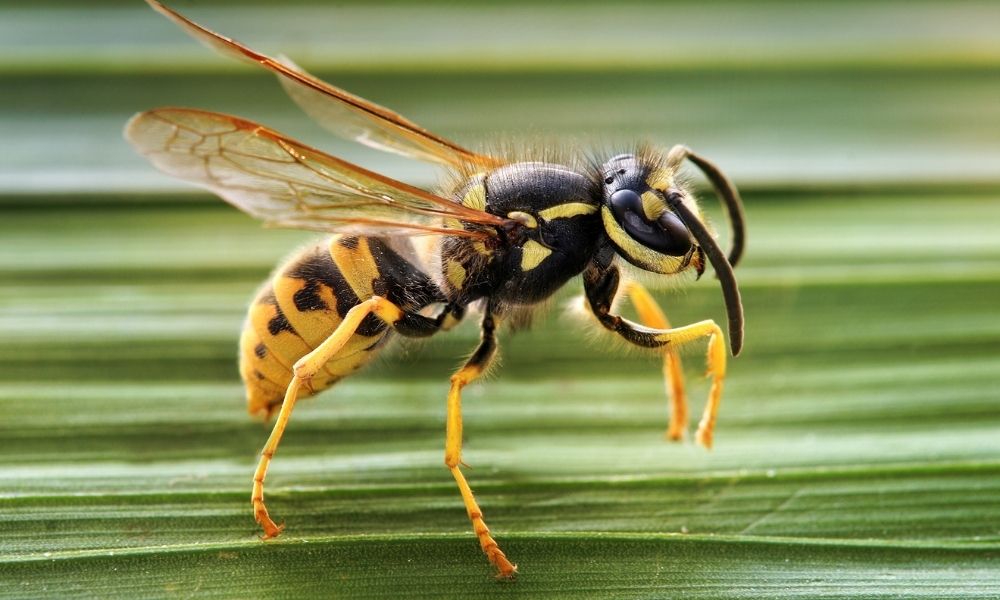Una picadura de avispa