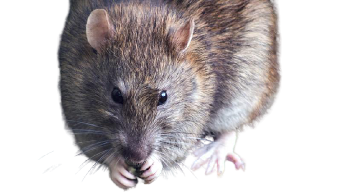 Sanidad Ambiental Ratas