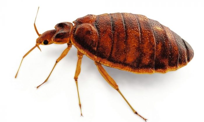 Rubén Bueno, entomólogo, sobre la chinche asesina - ALESZA