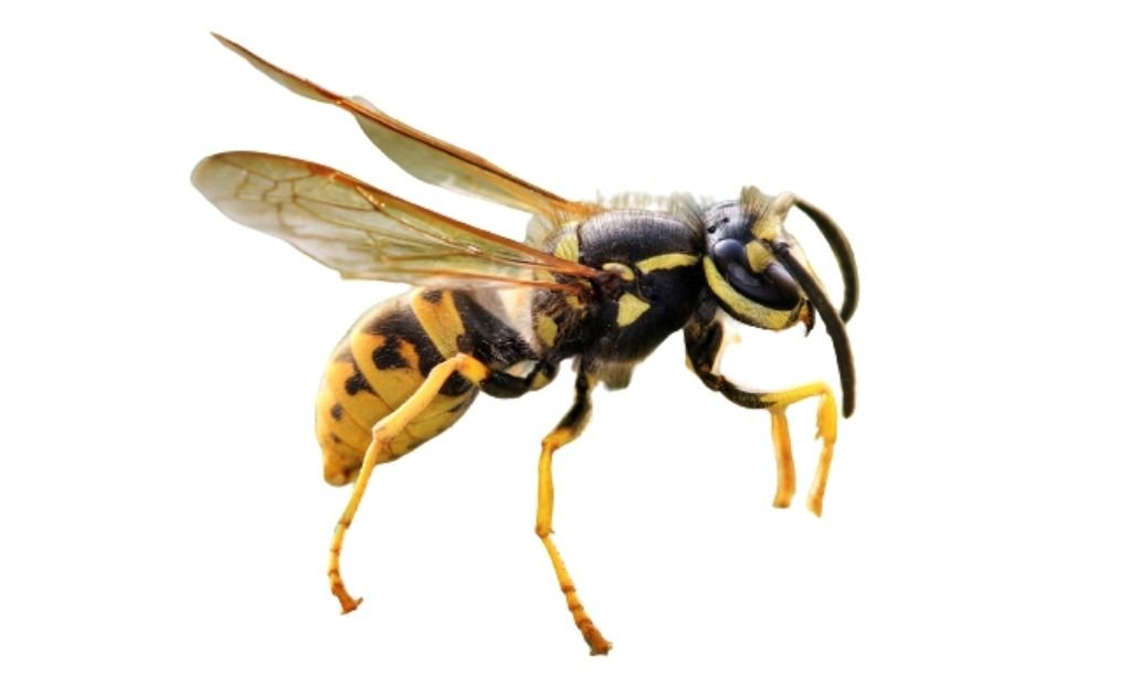 picadura de Avispa