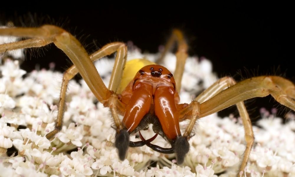 Araña de saco amarillo-Cheiracanthium punctorium