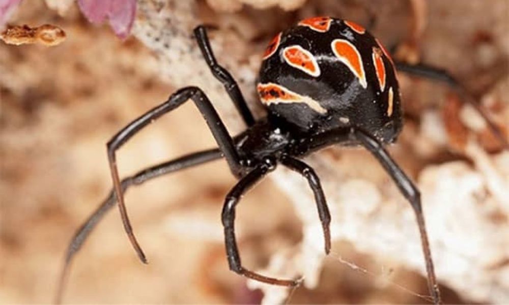 La viuda negra europea -Latrodectus Tredecimguttatus