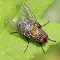 La mosca de los desvanes