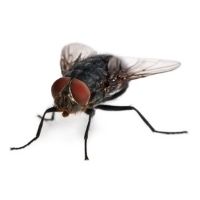 Mosca doméstica