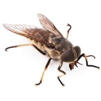 picadura de tábano-Tabanidae