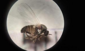 La mosca negra no da tregua a los vecinos de Villaverde