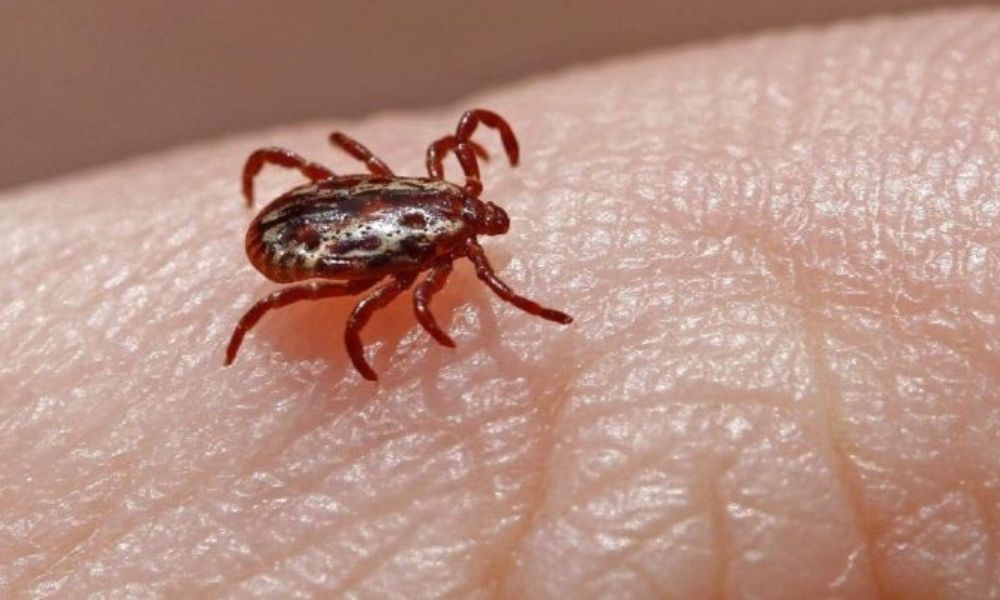 La garrapata del virus Crimea-Congo se desplaza hacia el norte de España y Europa por el cambio climático