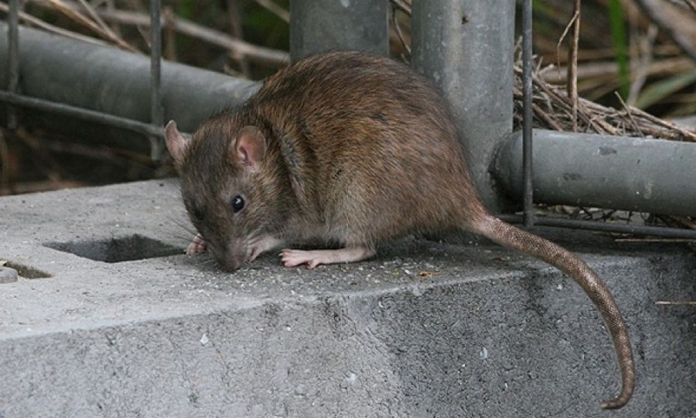 Alerta por la expansión de la rata negra en España