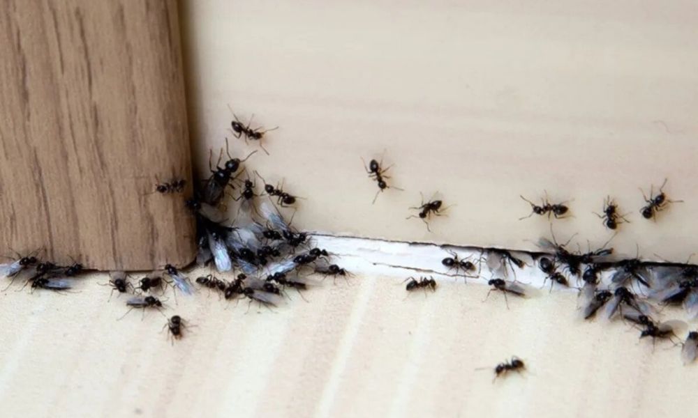 Cómo prevenir y eliminar hormigas en casa