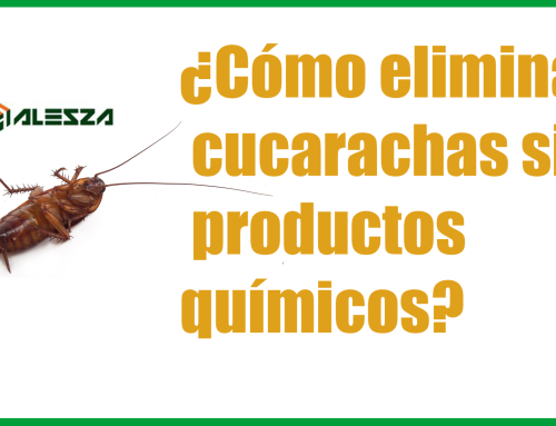 ¿Cómo eliminar cucarachas sin productos químicos?